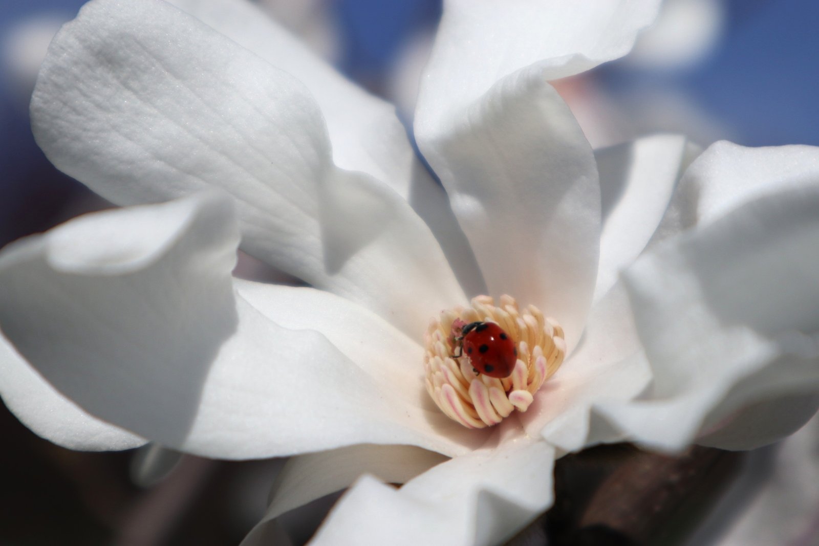 Chisinau Reisekosten: So günstig ist Europas unbekannteste Hauptstadt