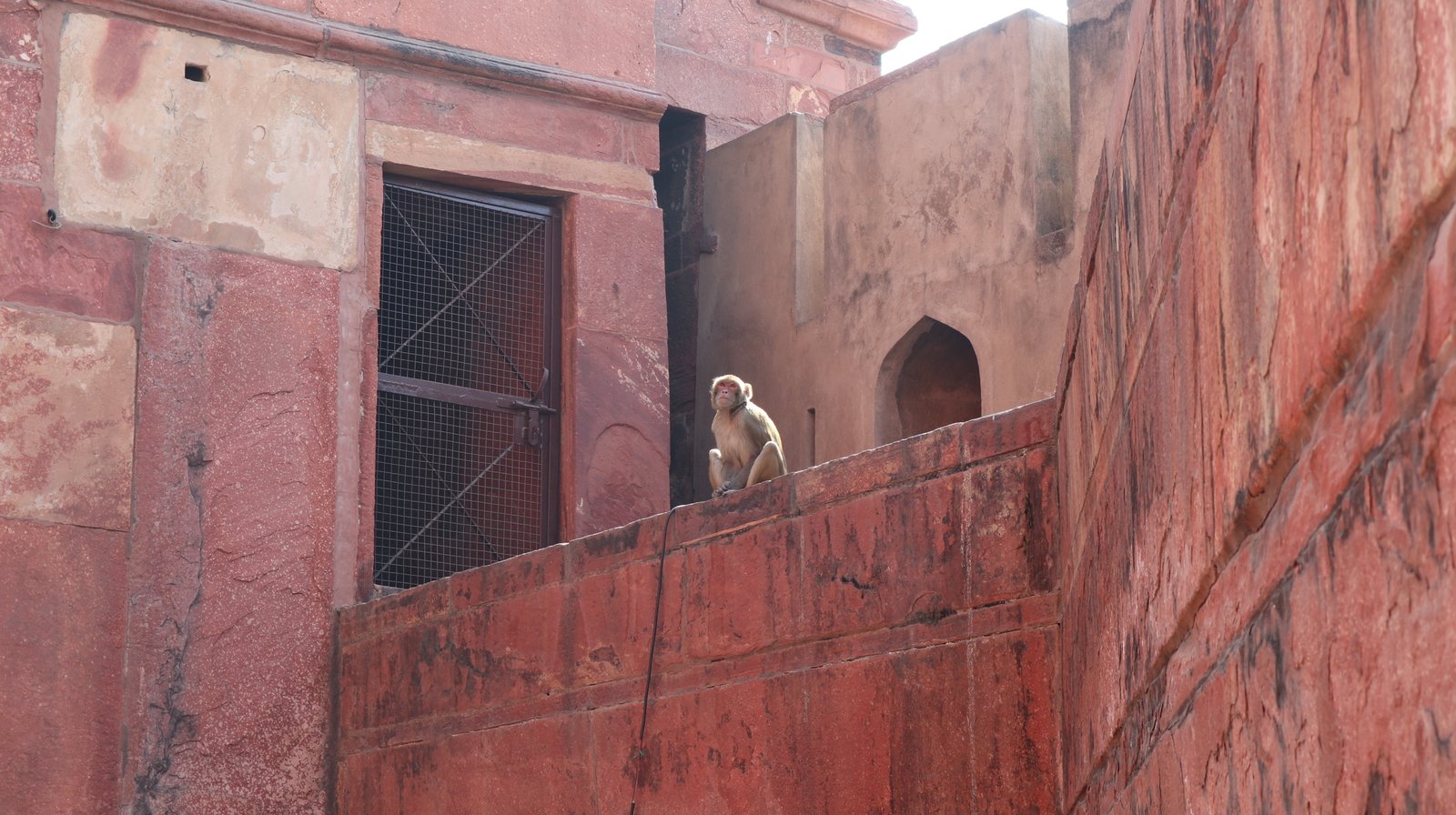 Affe in Indien