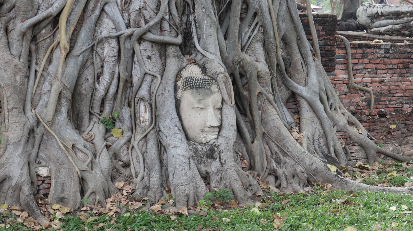 Buddah Ayutthaya