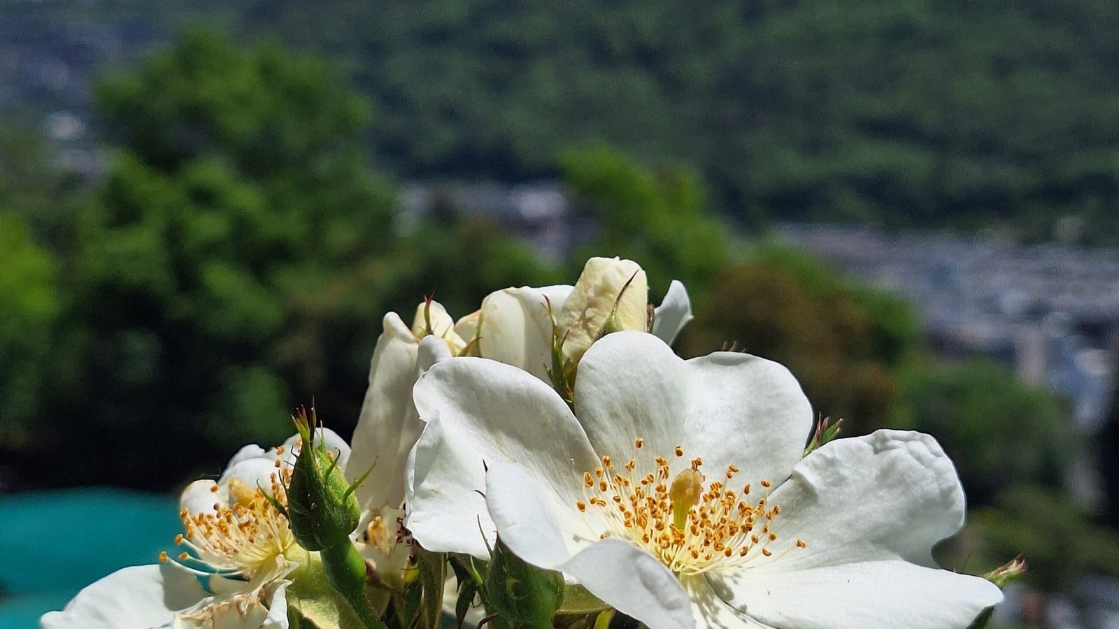 Andorra la Vella Blume